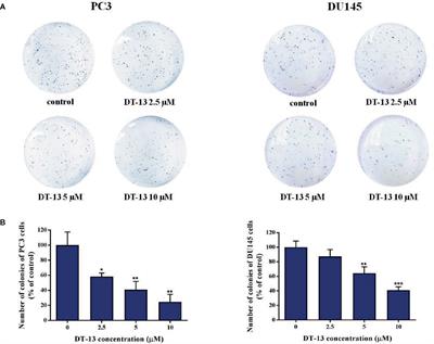 Corrigendum: DT-13 Inhibits Proliferation and Metastasis of Human Prostate Cancer Cells Through Blocking PI3K/Akt Pathway